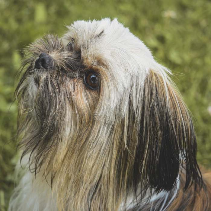 nomes para cachorro, nomes para cachorros, cachorros, https://arquivopet.com/